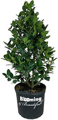 Liberty Holly, Live Evergreen Shrub, 3 Gallon by BloomingBeautiful