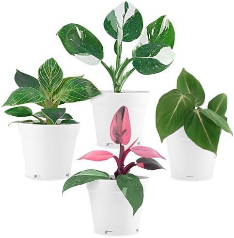 Philodendron Plant Live Exclusive Collection (4-Pack) – Rare Birkin, Gloriosum, Pink Princess & White Wizard in 2" Pot; Easy Care Indoor Plants Live Houseplants Decor for Home/Office/Garden by FamPlants