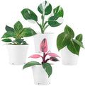 Philodendron Plant Live Exclusive Collection (4-Pack) – Rare Birkin, Gloriosum, Pink Princess & White Wizard in 2" Pot; Easy Care Indoor Plants Live Houseplants Decor for Home/Office/Garden by FamPlants