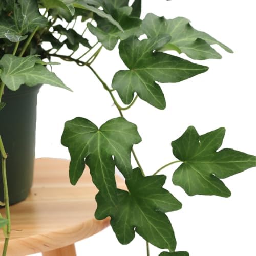 American Plant Exchange English Ivy 'Needlepoint' – 6-Inch Pot, Live Trailing Vine, Low-Maintenance Air-Purifying Houseplant for Hanging Baskets, Shelves & Indoor Home or Office Décor - Image 4