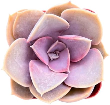 Sprout N Green Echeveria 'Perle von Nürnberg' Purple Live Succulent Plant by SproutNGreen