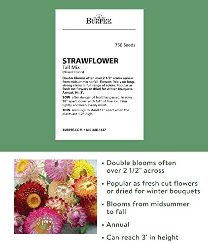 Burpee Tall Mixed Colors Strawflower Seeds 750 seeds - Image 2