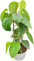 Paan Vine Piper Betel Plant Climbing Betel Vines 6-12 Inch Tall 4 Inch Pot, No Ship CA by MocNursery