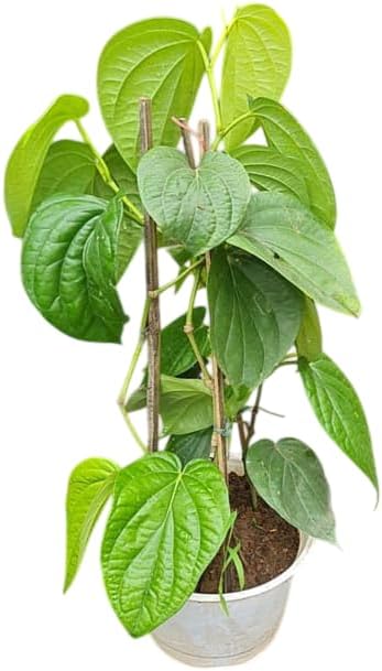 Paan Vine Piper Betel Plant Climbing Betel Vines 6-12 Inch Tall 4 Inch Pot, No Ship CA by MocNursery