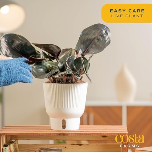 Costa Farms Geo Plant, Live Indoor Plant, Easy Care, Home Decor - Image 4