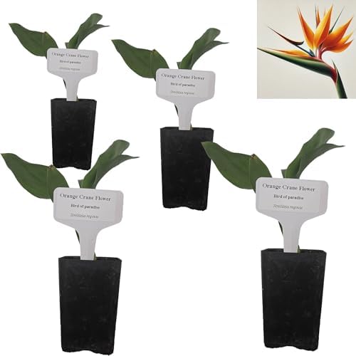 Daisy Ship Bird of Paradise Orange - Strelitzia Reginae - 4 x 2 inch Cups by DaisyShip