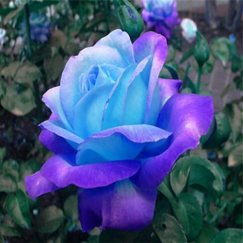100 Pcs Rare Lavender hues Pink Roses Climbing Seeds Balcony Potted Rose - Image 3
