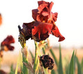 Easy to Grow Bearded Iris Califlora 'War Chief' Plant Bulbs Rhizomes (3 Pack) - Red Flowering Blooms in Fall & Spring Gardens by EasytoGrow