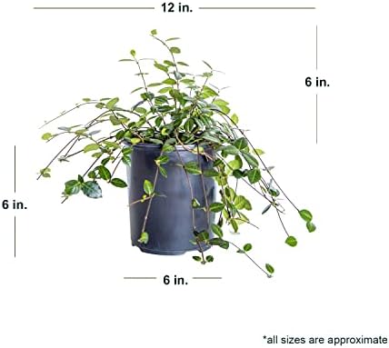 Asiatic Jasmine (2.5 Quart) Minima Live Real Plant - Evergreen Ground Cover - Outdoor Indoor Full Sun Drought Tolerant - Image 4