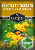 Lanceleaf Tickseed Seeds for Planting, Coreopsis Lanceolata - 1 Pack by SurvivalGardenSeeds