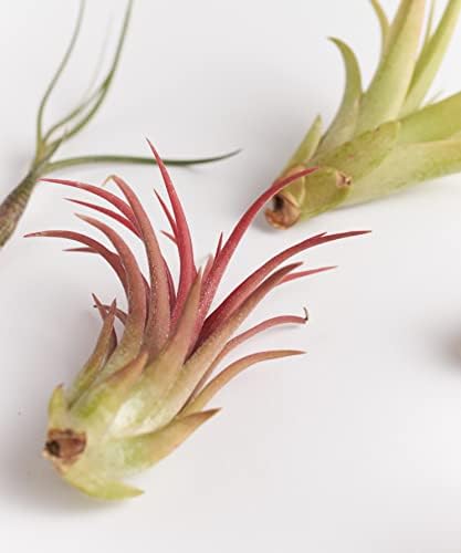 Shop Succulents - Live Assorted Tillandsia Air Plants, 50 Pack - Image 3