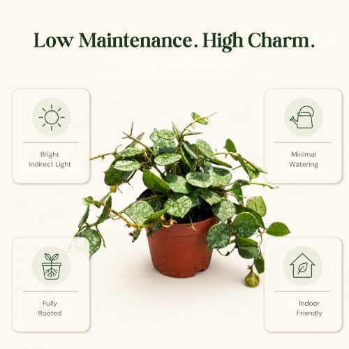 Hoya Curtisii Live Plant, 2 Inch Rare Silver Vine Rooted Starter - Image 4