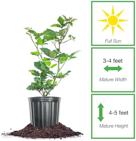 PERFECT PLANTS PrimeArk Freedom BlackBerry Bush 1 Gallon | Live Thornless Fruit for Outdoor Planting | Large Fruits for Home Gardens | Dark Purple Berries Emerge During Early Summer - Image 2