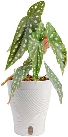 Costa Farms Begonia, Live Indoor Plant, Easy Care, Home Decor by Unknown