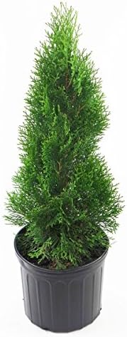 Live Plant Green Promise Farms, Thuja occidentalis 'Smargd' Emerald Green Arborvitae #3 Size Container, Evergreen by GreenPromiseFarms