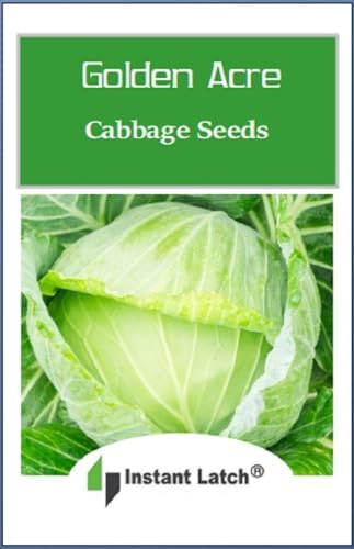 250 Golden Acre Cabbage Seeds for Planting Non GMO Heirloom Seeds Fresh Vegetable Garden Seed - Image 2