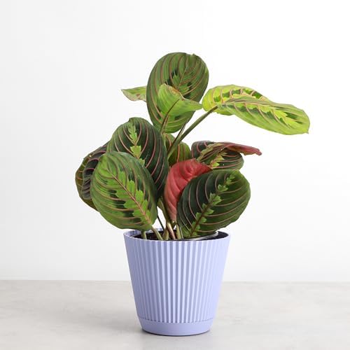 Live Red Prayer Plant, Pet Friendly, Easy to Grow, 4" Diameter Pot - Image 2