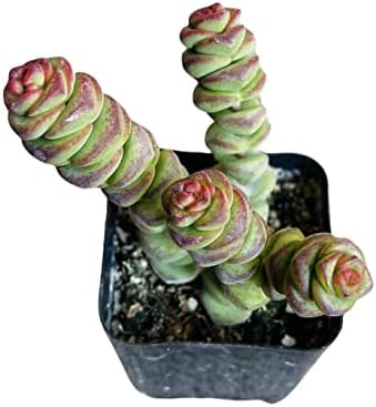 Live Succulent Cactus Plants from USKC (2" Pot) (Crassula Jade Necklace) by FOLIAGEMS