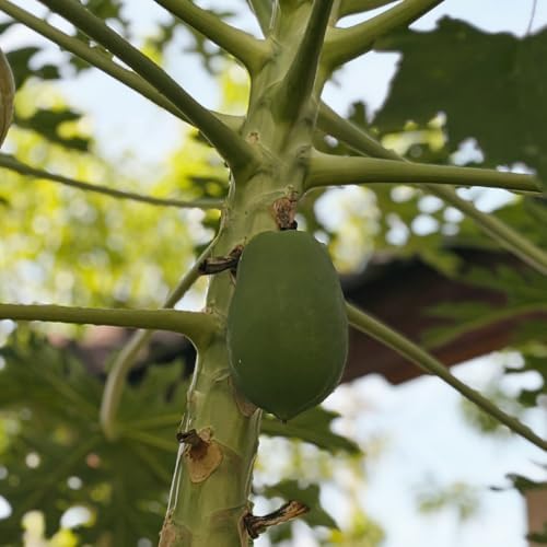 Sweet Papaya Live Tree, Well-Rooted Starter Plant, 4-8 Inch Tall - Image 4
