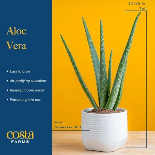 Costa Farms Aloe Vera Succulent, Live Indoor Plant, 7-in Tall - Image 4