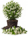 2 Asiatic Jasmine Live Plants, 3-6" Tall Fragrant Flower Plants by Unknown