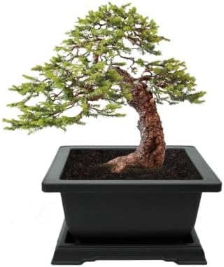 Buzzy Seeds Norway Spruce Bonsai Grow Kit, Decorative Planter, Tree Seeds - Image 2