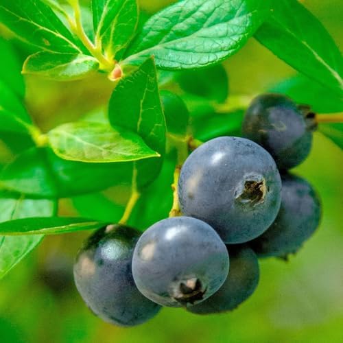 Southern Living 2 Gal. Blueberry Hello Darlin Shrub - Image 2