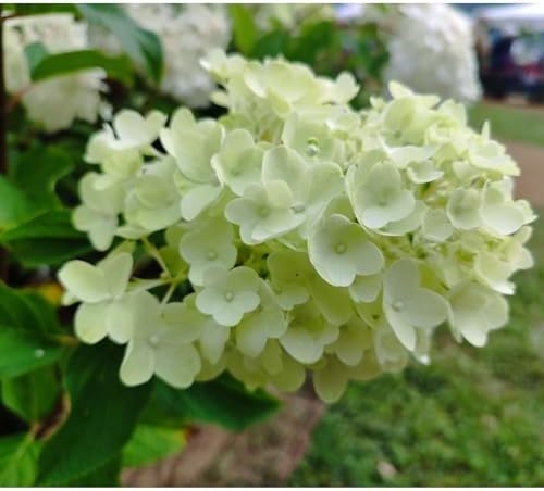 Silver Dollar Hydrangea Live Flowering Shrub – White Panicle Blooms for Outdoor Garden & Landscape(Liner/Single) - Image 4