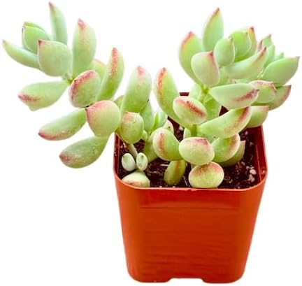Succulents Plants Live 2" Cotyledon Pendens, Live Mini Succulent Plants, Easy Care House Plants Rooted in Succulent Soil Mix, by The Succulent Cult - Image 2