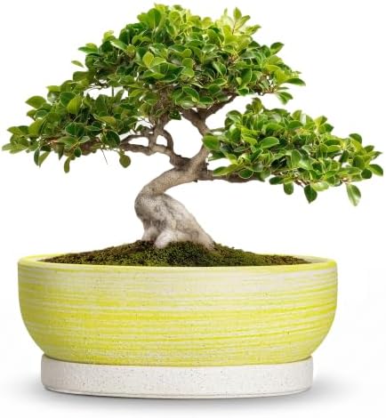 10 Inch Ceramic Bonsai Planter with Saucer, Brushed Yellow by Wliror