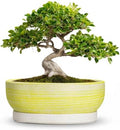 10 Inch Ceramic Bonsai Planter with Saucer, Brushed Yellow by Wliror
