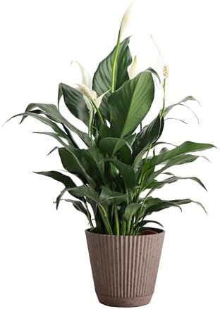 Live Peace Lily Plant, Spathiphyllum, Low Light, Easy to Grow, 4" Pot by ThorsensGreenhouse