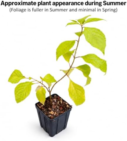 American Beautyberry Shrub/Bush - 8-12" Tall Live Plant - Quart Pot - Image 3
