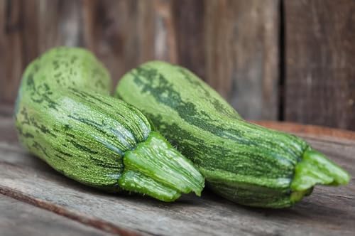 Seeds Cocozelle Zucchini - Heirloom Vegetable - GMO Free - Image 4