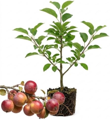 Crabapple Tree Live Plant, 5-8 Inch Tall Crabapple Fruit Seedling - Image 2