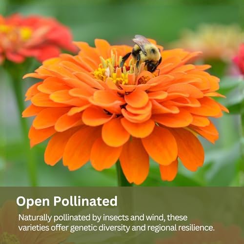 Cut Flower Seed Mix - 1 oz, 15,000+ Seeds - Image 7