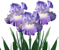 Easy to Grow Bearded Iris City Lights 9 Plant Bulbs - Blue-Violet & White Flowers Spring to Fall, Full Sun Low Maintenance Zones 3-10 by EasytoGrow