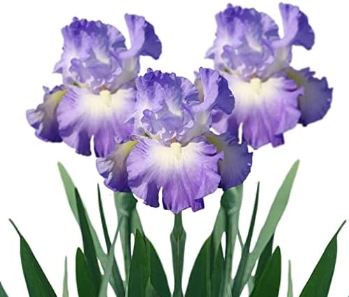 Easy to Grow Bearded Iris City Lights 9 Plant Bulbs - Blue-Violet & White Flowers Spring to Fall, Full Sun Low Maintenance Zones 3-10 by EasytoGrow