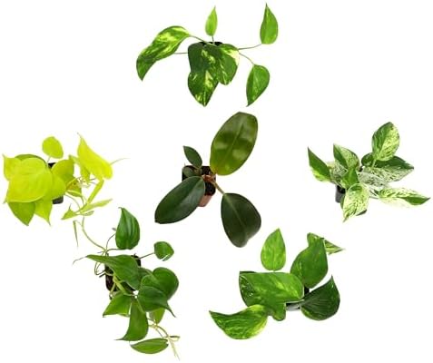 Plentiful Pothos & Philodendron (6 Pack), Pothos Live Plant Decor, Easy Indoor House Plants for Beginners, Marble Queen, Golden, Variegated Varieties - Image 7