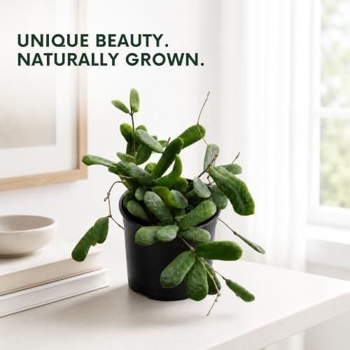 Hoya Rotundiflora Live Plant Fuzzy Hoya Starter Plants - Image 5