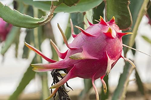 Dragon Fruit Tree - Live Plant in a 4 Inch Pot - Hylocereous Undatus - Edible Tropical Fruit Plant from Florida - Image 5