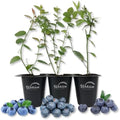 Blueberry Variety Pack - 3 Live Tissue Culture Starter Plants - Fruit Plant for Your Edible Garden by WekivaFoliage