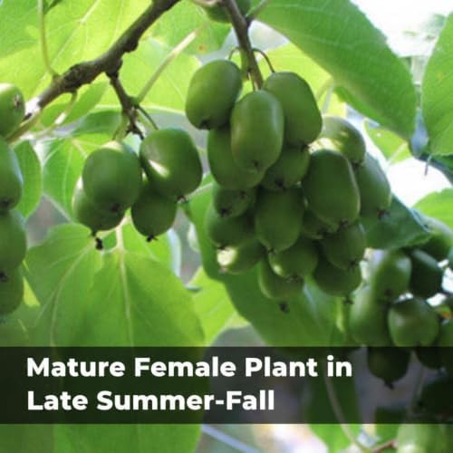 Hardy Kiwi Live Plants – Edible Fruit Vine, Zones 3–8: 1 Anna Female 4"+ and 1 Meader Male 4"+ Pair (2 Plants in 2.5" Pots) - Image 6