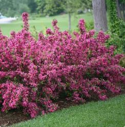 Pink Weigela Live Plant, Reblooming Weigela Shrub, Hardy Flowering Bush, Pink Bloom Landscape Plant, 6-12 Inch Tall, 4 Inch Pot - Image 2