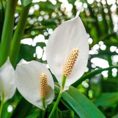 American Plant Exchange Peace Lily, Live Spathiphyllum Plants, 4-Inch Pots, 4 Pack in Deco Covers, Flowering Houseplants, Easy Care, Low Light, Perfect for Housewarming, Sympathy, or Party Gifts - Image 3