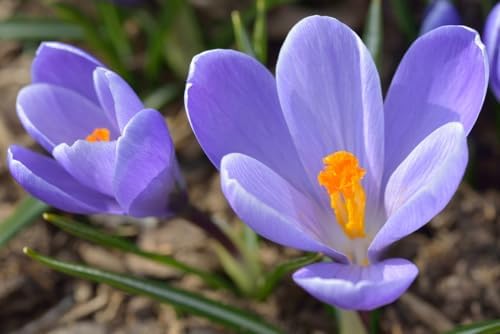 Crocus Flower Record Bulbs for Planting - Perennial Garden Flowers (20 Bulbs) - Image 2