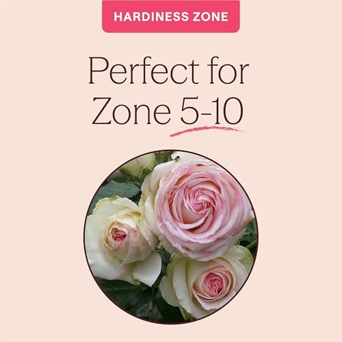 Heirloom Climbing Roses, Live Own Root Plant, Eden Climber - Image 5