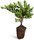 Juniper Procumbens Nana - 60 Live Plants - Drought Tolerant Evergreen Groundcover - Great for Bonsai by FloridaFoliage