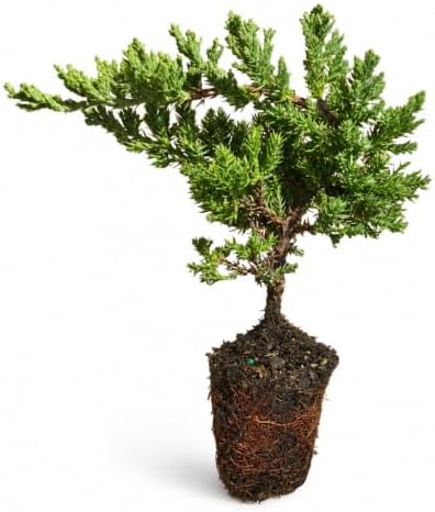 Juniper Procumbens Nana - 15 Live Plants - Drought Tolerant Evergreen Groundcover - Great for Bonsai by FloridaFoliage