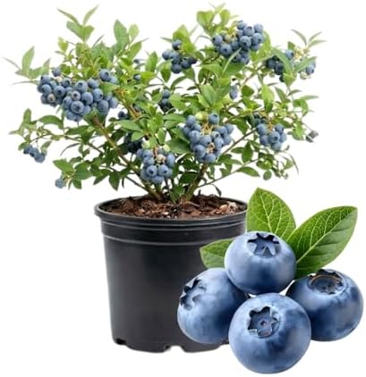 Northern Highbush Blueberry Live Plant, Blueberry Bushes, 4-7 Inch Tall by HILROQG